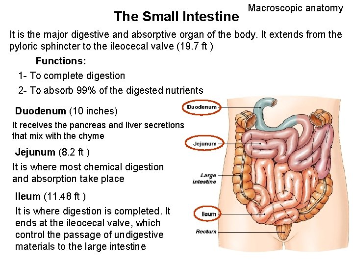 The Small Intestine Macroscopic anatomy It is the major digestive and absorptive organ of
