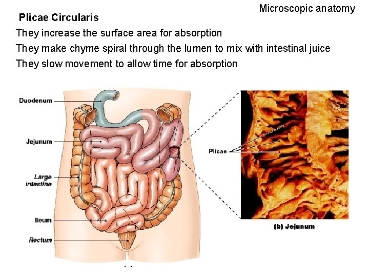 Microscopic anatomy Plicae Circularis They increase the surface area for absorption They make chyme