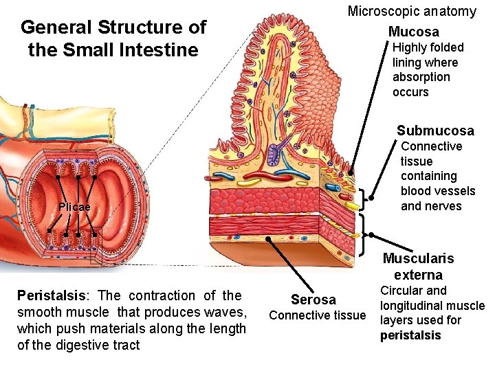 Microscopic anatomy Mucosa General Structure of the Small Intestine Highly folded lining where absorption