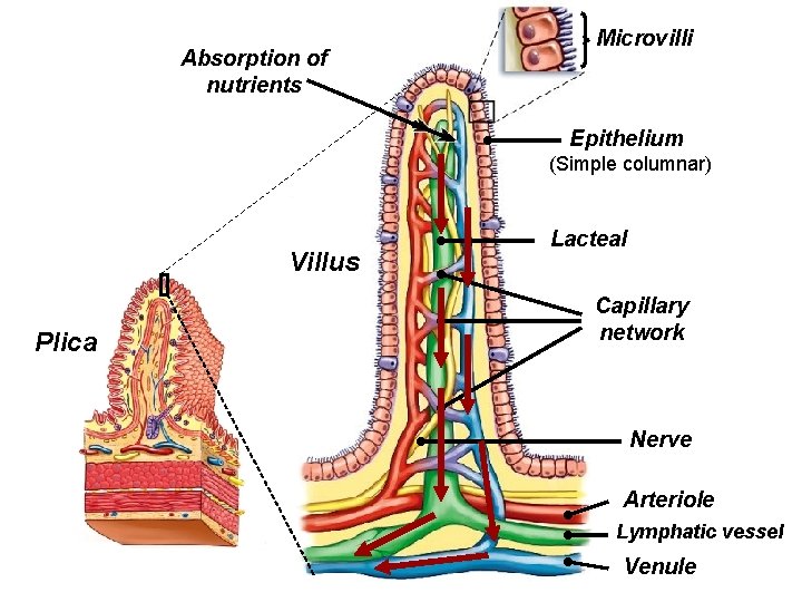 Absorption of nutrients Microvilli Epithelium (Simple columnar) Villus Plica Lacteal Capillary network Nerve Arteriole