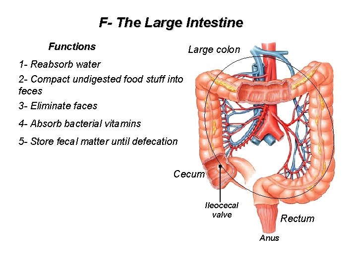 F- The Large Intestine Functions Large colon 1 - Reabsorb water 2 - Compact