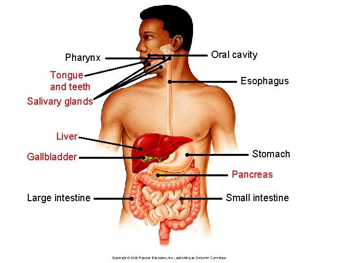 Pharynx Tongue and teeth Salivary glands Oral cavity Esophagus Liver Gallbladder Stomach Pancreas Large