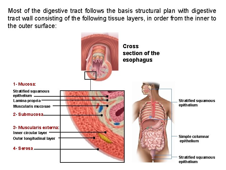Most of the digestive tract follows the basis structural plan with digestive tract wall