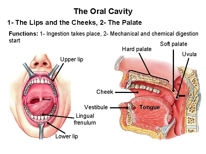The Oral Cavity 1 - The Lips and the Cheeks, 2 - The Palate