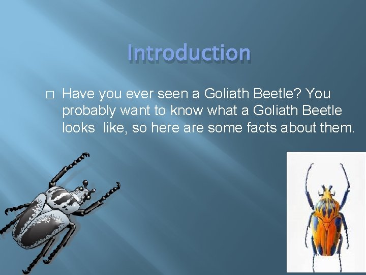 Introduction � Have you ever seen a Goliath Beetle? You probably want to know