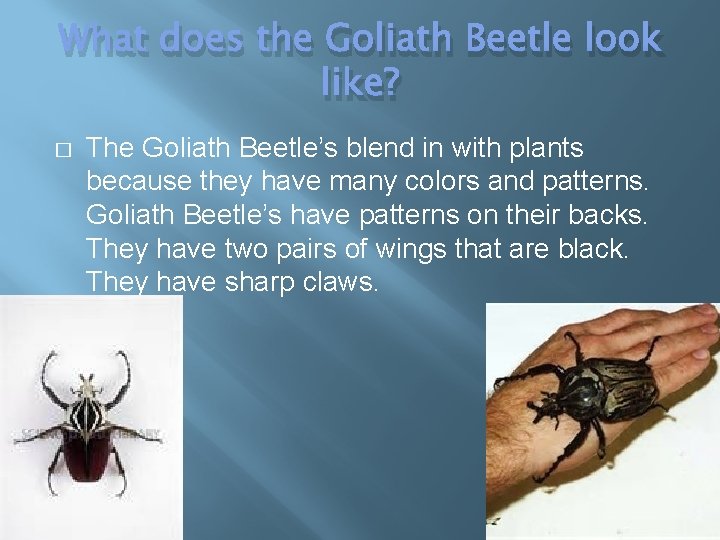 What does the Goliath Beetle look like? � The Goliath Beetle’s blend in with