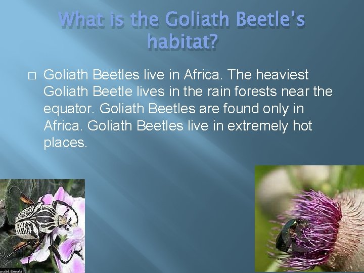 What is the Goliath Beetle’s habitat? � Goliath Beetles live in Africa. The heaviest