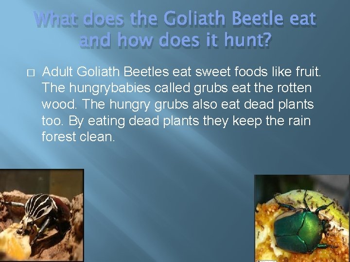 What does the Goliath Beetle eat and how does it hunt? � Adult Goliath