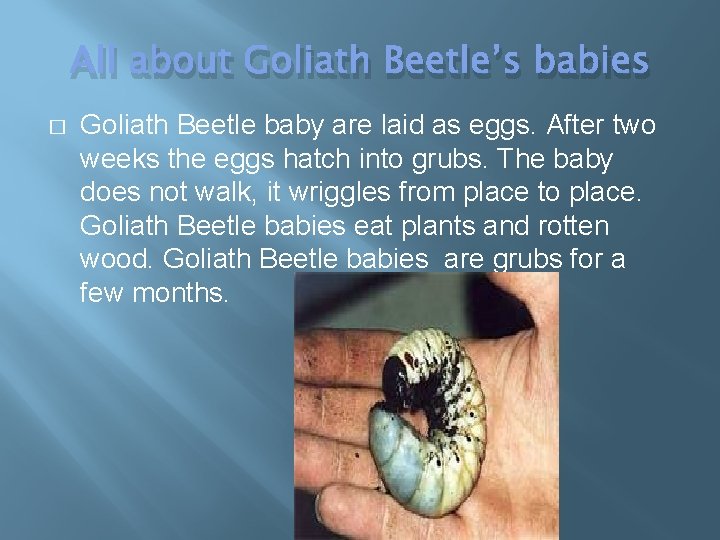 All about Goliath Beetle’s babies � Goliath Beetle baby are laid as eggs. After