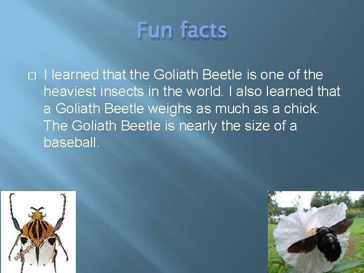 Fun facts � I learned that the Goliath Beetle is one of the heaviest