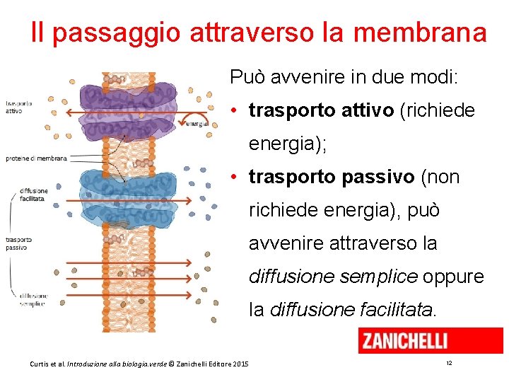 Il passaggio attraverso la membrana Può avvenire in due modi: • trasporto attivo (richiede