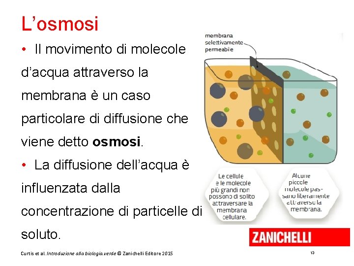 L’osmosi • Il movimento di molecole d’acqua attraverso la membrana è un caso particolare