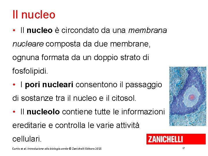 Il nucleo • Il nucleo è circondato da una membrana nucleare composta da due