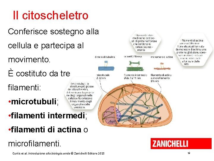 Il citoscheletro Conferisce sostegno alla cellula e partecipa al movimento. È costituto da tre