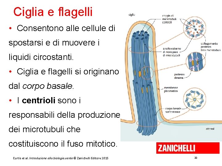 Ciglia e flagelli • Consentono alle cellule di spostarsi e di muovere i liquidi