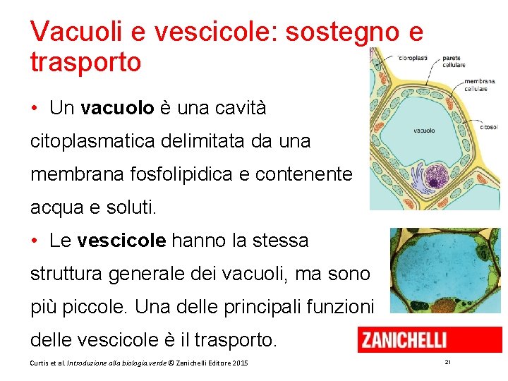 Vacuoli e vescicole: sostegno e trasporto • Un vacuolo è una cavità citoplasmatica delimitata