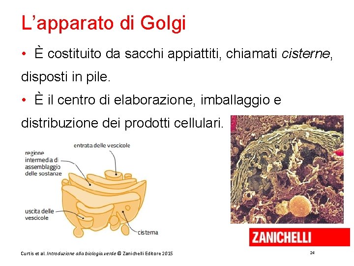 L’apparato di Golgi • È costituito da sacchi appiattiti, chiamati cisterne, disposti in pile.