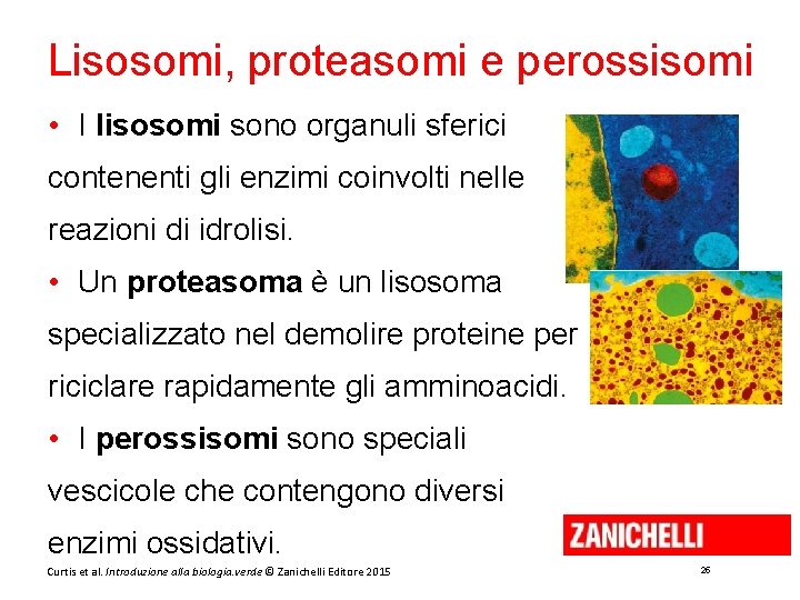 Lisosomi, proteasomi e perossisomi • I lisosomi sono organuli sferici contenenti gli enzimi coinvolti