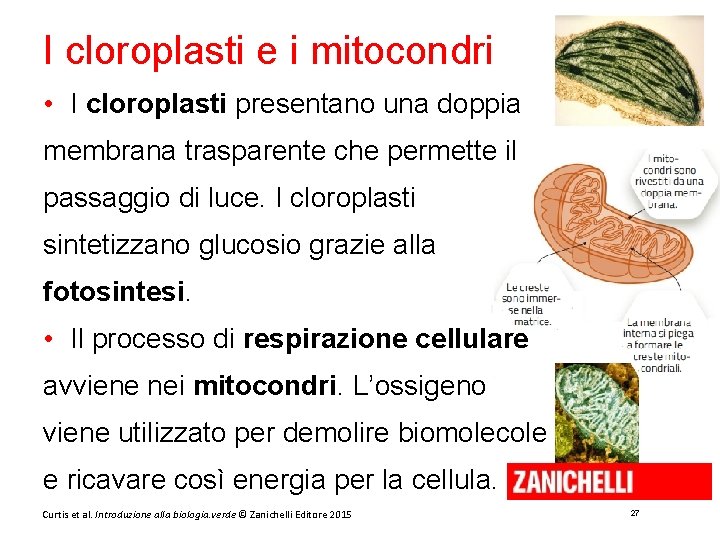 I cloroplasti e i mitocondri • I cloroplasti presentano una doppia membrana trasparente che