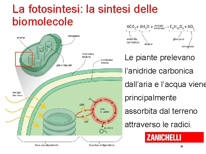 La fotosintesi: la sintesi delle biomolecole Le piante prelevano l’anidride carbonica dall’aria e l’acqua