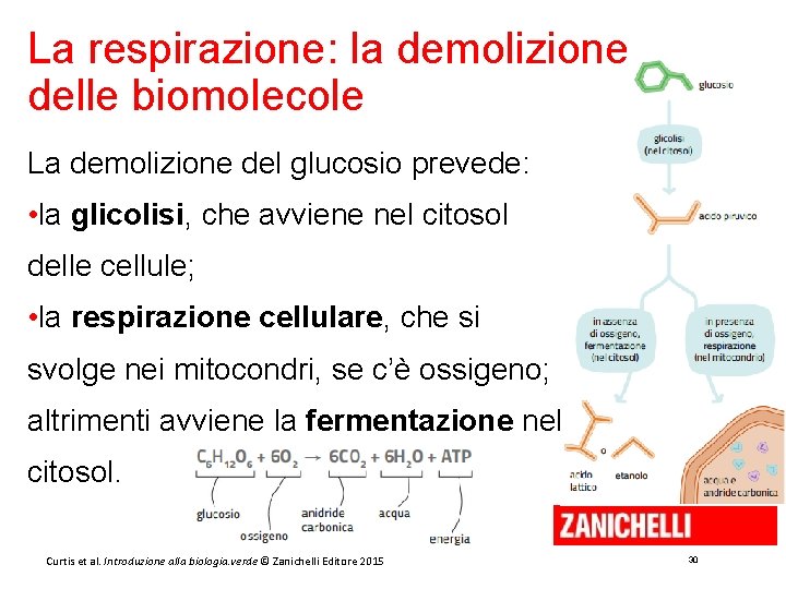 La respirazione: la demolizione delle biomolecole La demolizione del glucosio prevede: • la glicolisi,