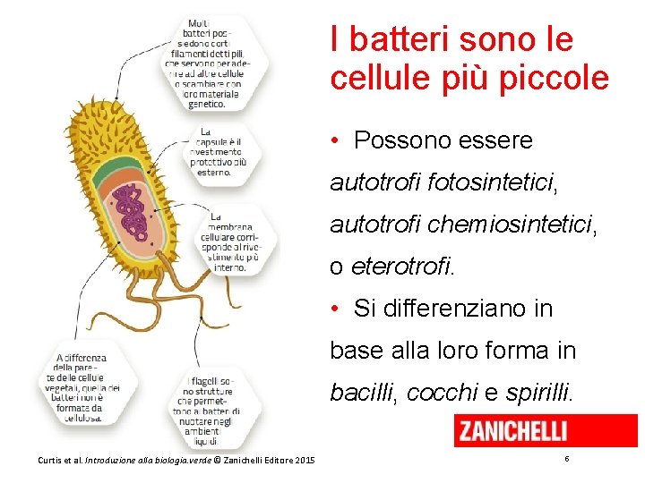 I batteri sono le cellule più piccole • Possono essere autotrofi fotosintetici, autotrofi chemiosintetici,