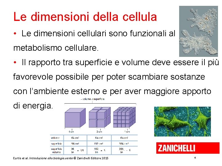 Le dimensioni della cellula • Le dimensioni cellulari sono funzionali al metabolismo cellulare. •