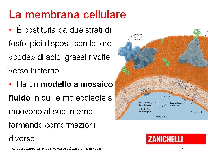 La membrana cellulare • È costituita da due strati di fosfolipidi disposti con le