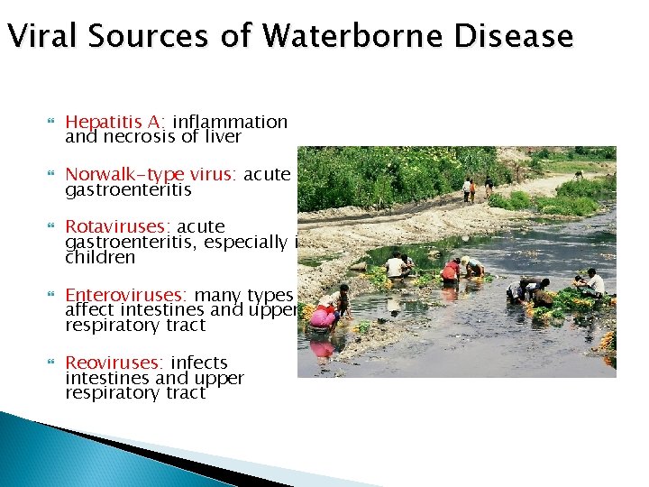 Viral Sources of Waterborne Disease Hepatitis A: inflammation and necrosis of liver Norwalk-type virus: