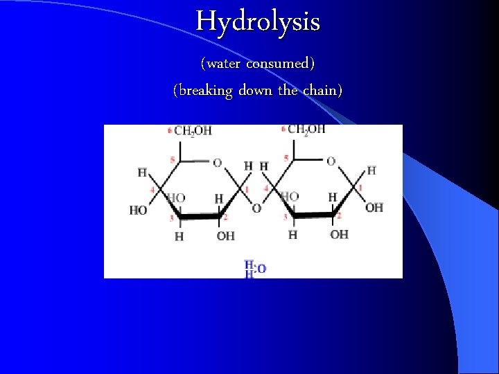 Hydrolysis (water consumed) (breaking down the chain) 