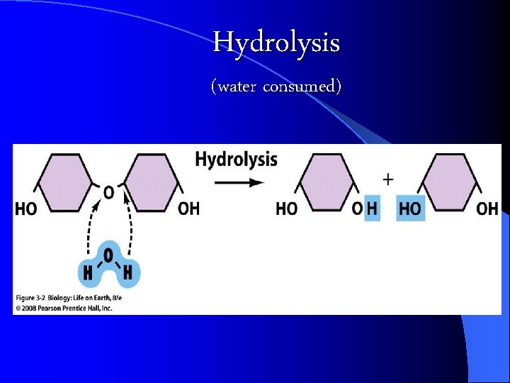 Hydrolysis (water consumed) 