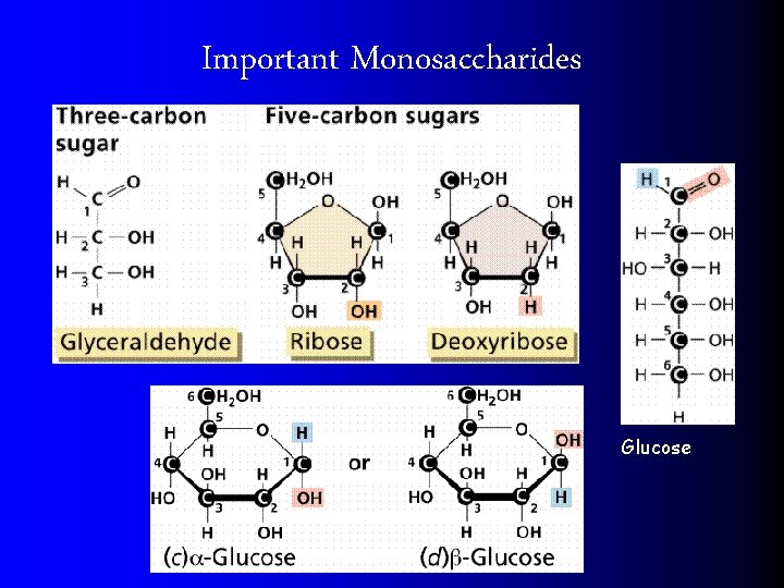 Important Monosaccharides Glucose 