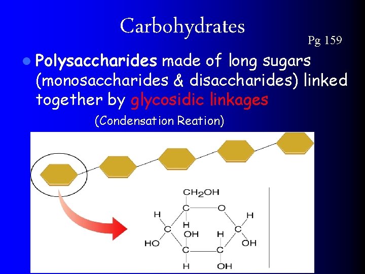 Carbohydrates l Polysaccharides Pg 159 made of long sugars (monosaccharides & disaccharides) linked together