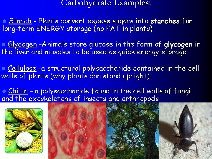 Carbohydrate Examples: Starch - Plants convert excess sugars into starches for long-term ENERGY storage