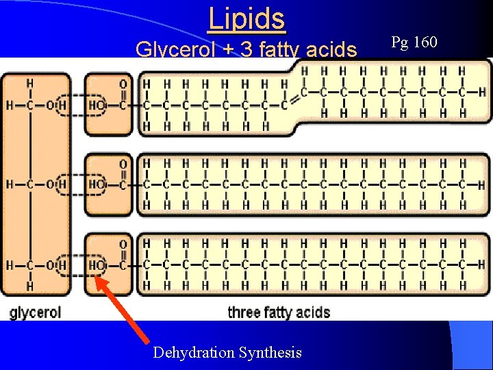 Lipids Glycerol + 3 fatty acids Dehydration Synthesis Pg 160 