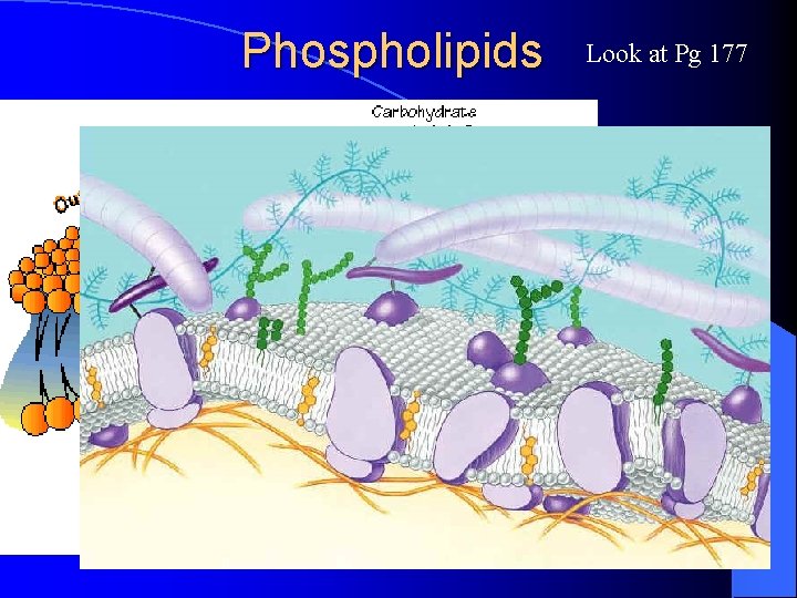 Phospholipids Look at Pg 177 