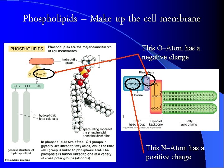 Phospholipids – Make up the cell membrane This O–Atom has a negative charge This