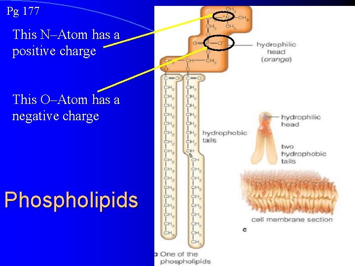 Pg 177 This N–Atom has a positive charge This O–Atom has a negative charge
