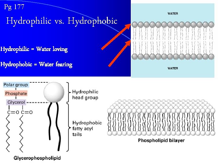 Pg 177 Hydrophilic vs. Hydrophobic Hydrophilic = Water loving Hydrophobic = Water fearing 