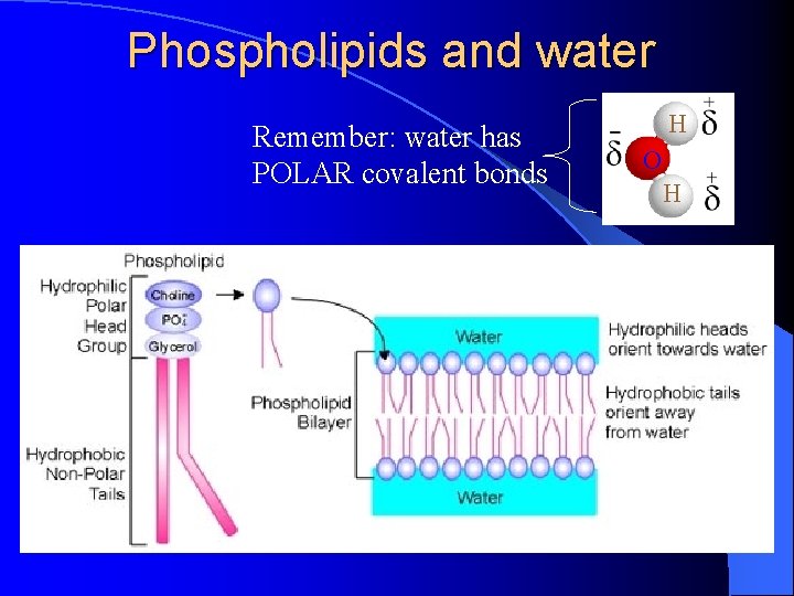 Phospholipids and water Remember: water has POLAR covalent bonds H O H 