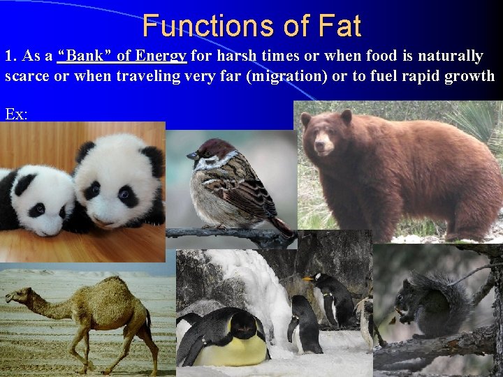 Functions of Fat 1. As a “Bank” of Energy for harsh times or when