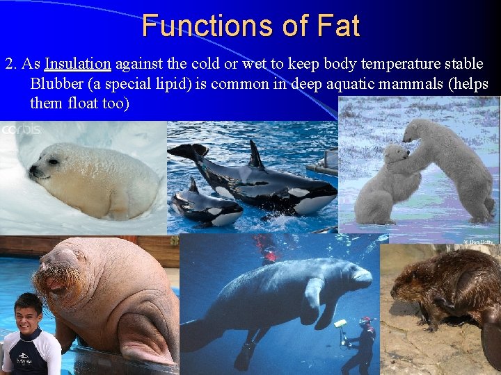 Functions of Fat 2. As Insulation against the cold or wet to keep body