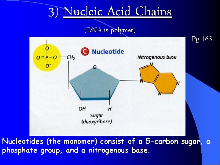 3) Nucleic Acid Chains (DNA is polymer) Pg 163 Nucleotides (the monomer) consist of