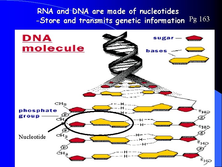 RNA and DNA are made of nucleotides -Store and transmits genetic information Pg 163