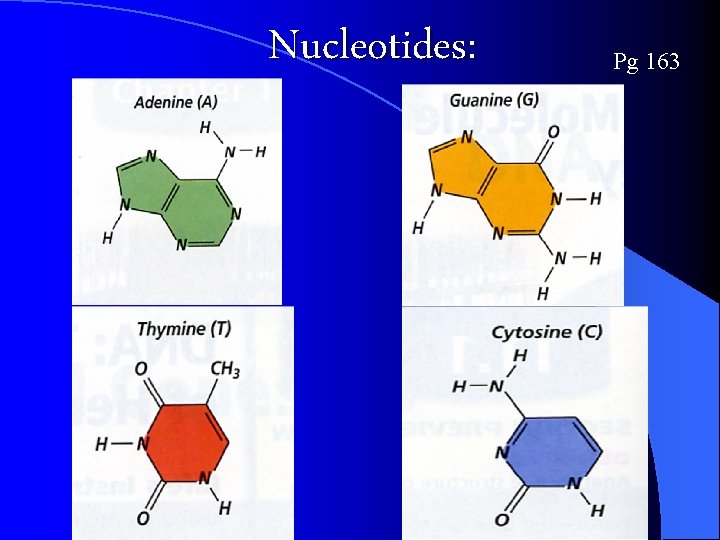 Nucleotides: Pg 163 