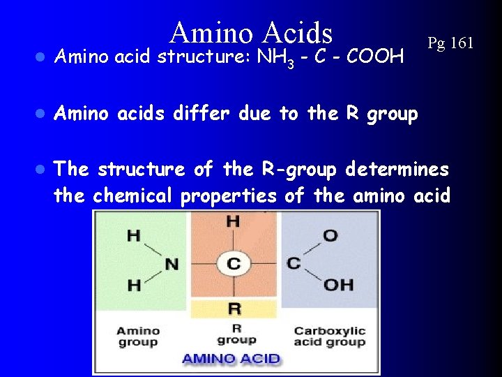 Amino Acids Pg 161 l Amino acid structure: NH 3 - COOH l Amino