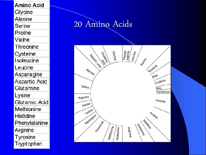 20 Amino Acids 