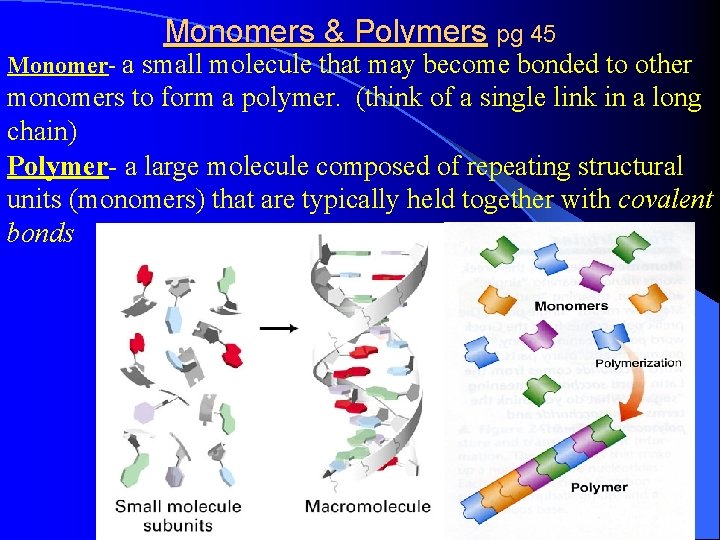 Monomers & Polymers pg 45 Monomer- a small molecule that may become bonded to
