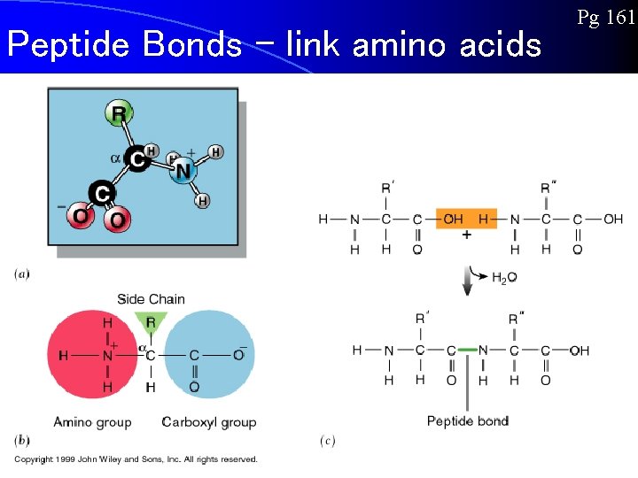 Peptide Bonds – link amino acids Pg 161 