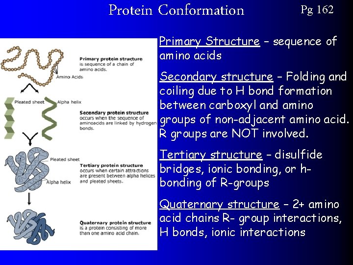 Protein Conformation Pg 162 Primary Structure – sequence of amino acids Secondary structure –